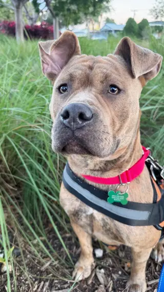 Xena