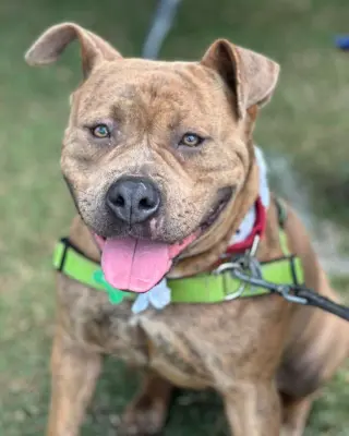 Xena
