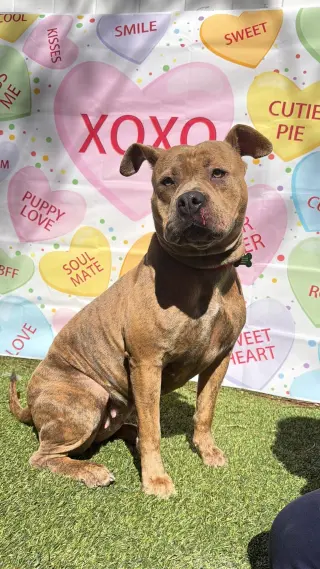 Xena