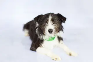Oliver (blind)
