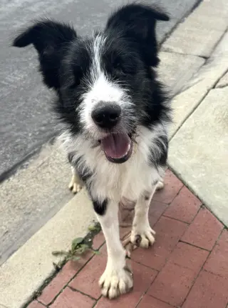Oliver (blind)