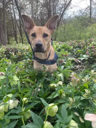 Cassian