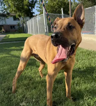 Scooby