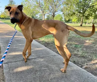 Scooby
