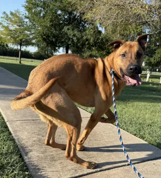 Scooby