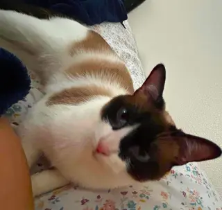 Miso
