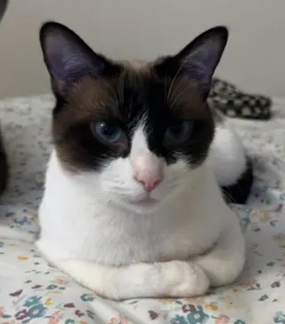 Miso