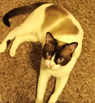 Miso