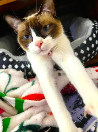 Miso