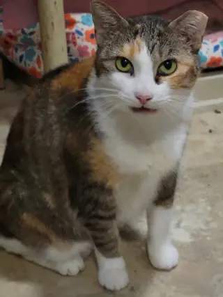 Daphne