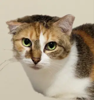 Babette