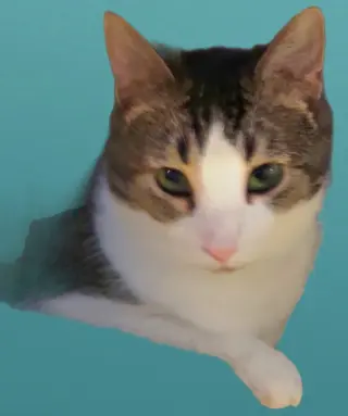 Ellie