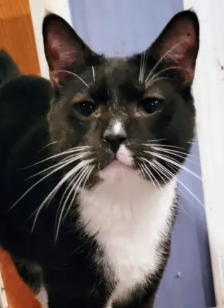 Buddy Boy