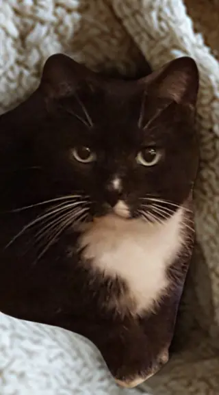 Buddy Boy