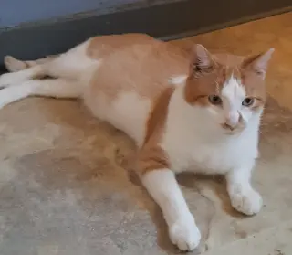 Buttercup