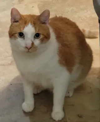 Buttercup