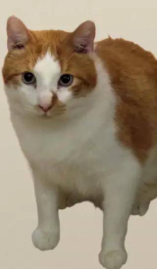 Buttercup