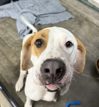 Hound Dawgs : Clark