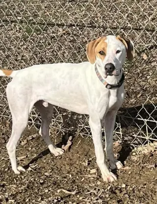 Hound Dawgs : Clark