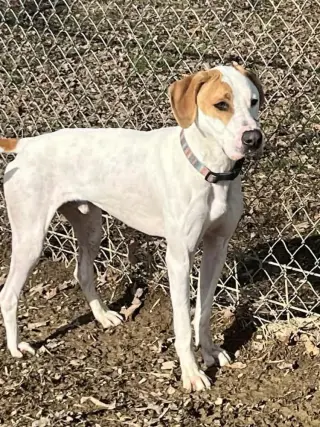 Hound Dawgs : Clark