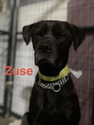 Zuse