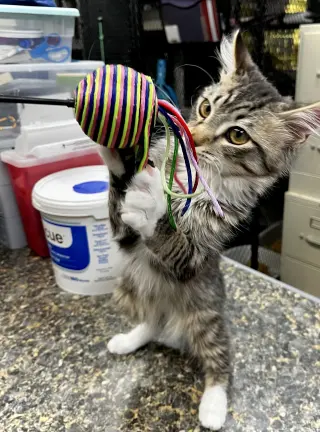 Stick!