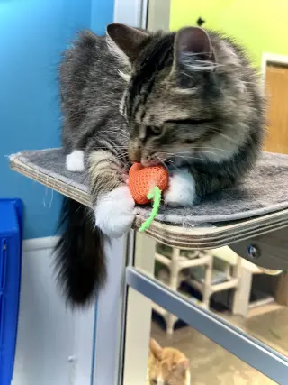 Stick!
