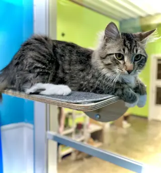 Stick!