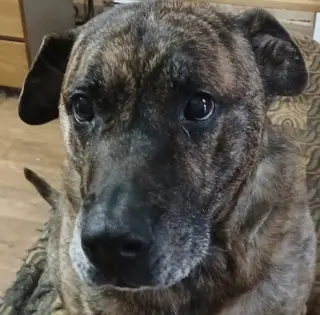 Lola *URGENT FOSTER NEEDED TOO!