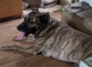 Lola *URGENT FOSTER NEEDED TOO!