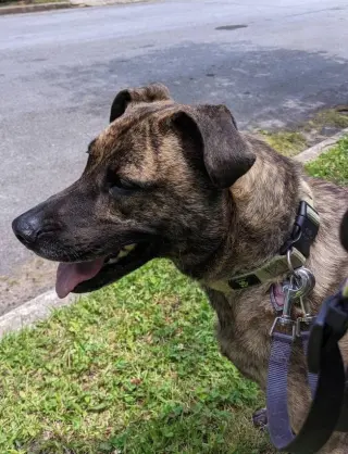 Lola *URGENT FOSTER NEEDED TOO!