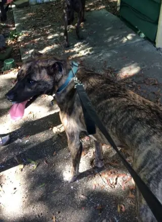 Lola *URGENT FOSTER NEEDED TOO!