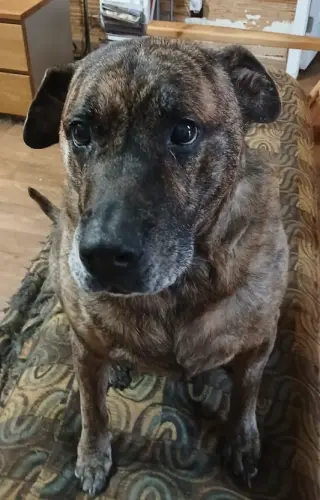 Lola *URGENT FOSTER NEEDED TOO!