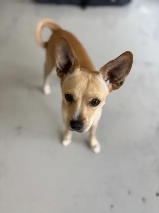 Paco #0444