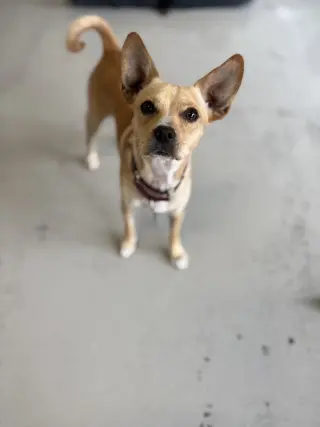 Paco #0444