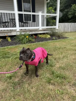 Gertie