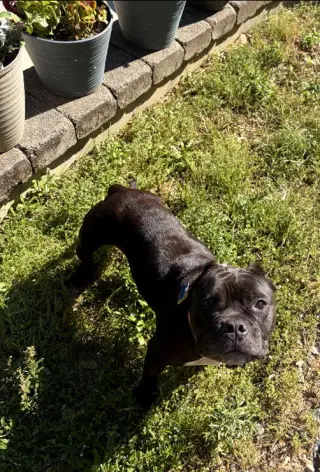 Gertie