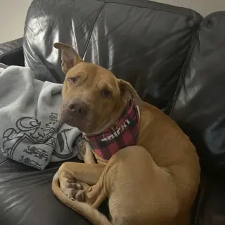 Rocco