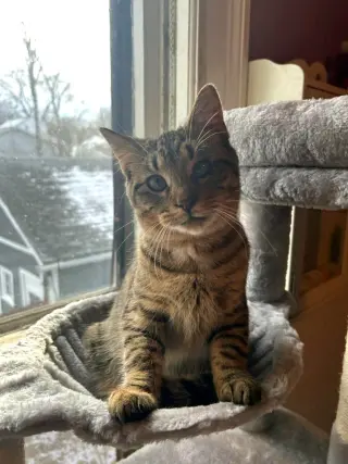 Bode