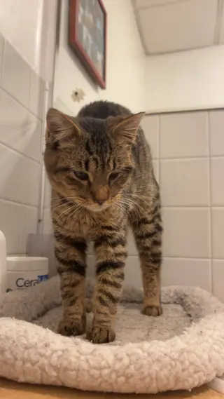 Bode