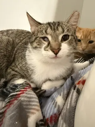 Wink (bonded to Perry)