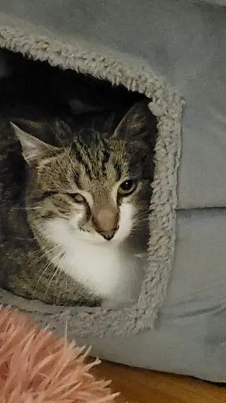 Wink (bonded to Perry)