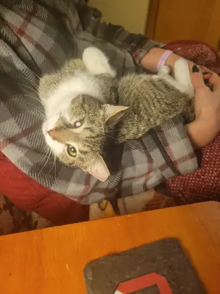 Wink (bonded to Perry)