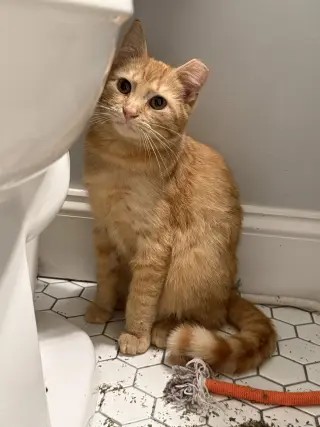 Perry (bonded to Wink)