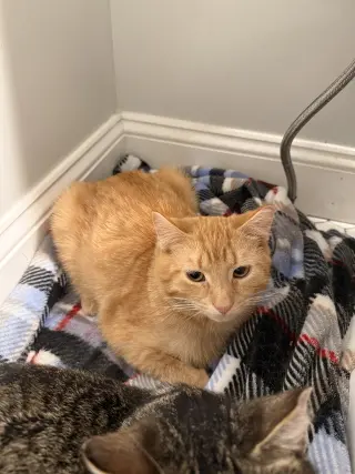 Perry (bonded to Wink)
