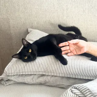 Elodie