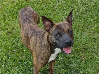 Sissy - The Three Legged Sweetheart
