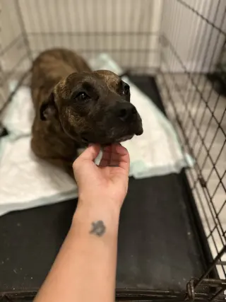 Sissy - The Three Legged Sweetheart