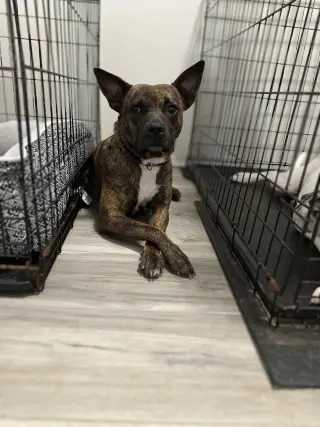 Sissy - The Three Legged Sweetheart