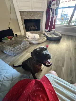 Sissy - The Three Legged Sweetheart